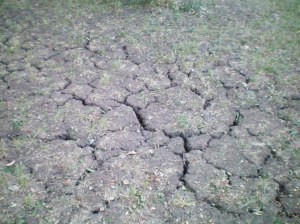 Very dry ground at Brazo's Bend