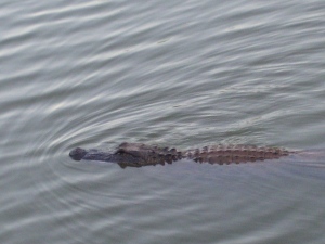 Gator at Hale Lake